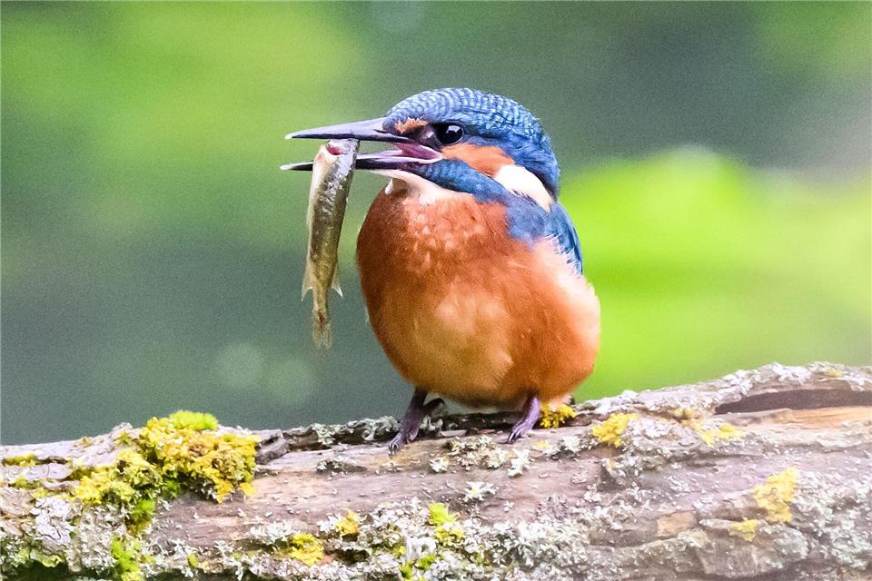Findet der Eisvogel keine Nahrung mehr, fliegt er an ein anderes Gewässer. (Archivbild)Julian Stratenschulte/dpa