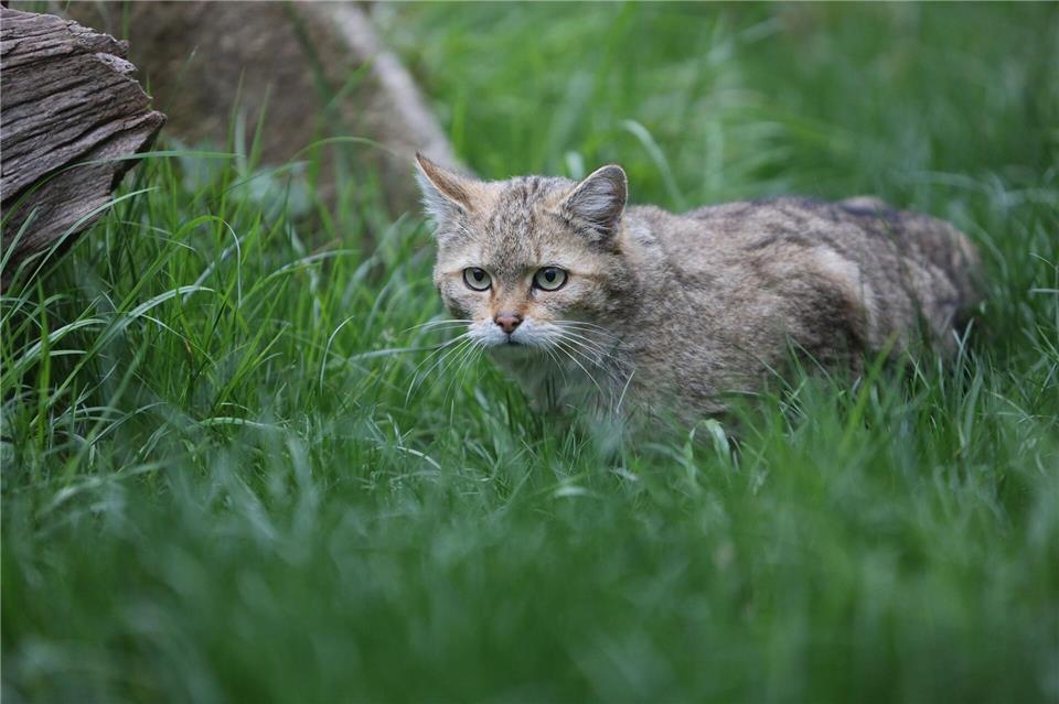 Finger weg von kleinen Wildkätzchen. (Archivbild)Matthias Bein/dpa