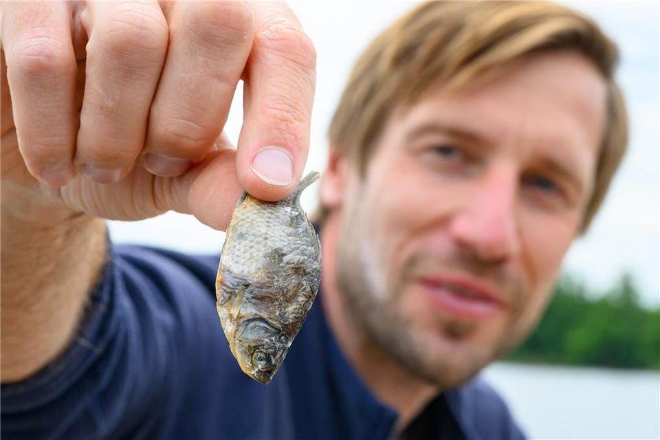Fisch ist die Hauptnahrung der Flussseeschwalben.Patrick Pleul/dpa