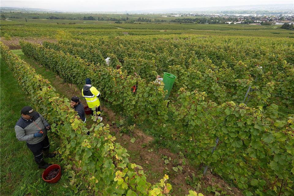 Flachlagen im Weinbau sind leichter zu bewirtschaften als Steillagen - aber auch hier gibt es viel Handarbeit.Sebastian Gollnow/dpa