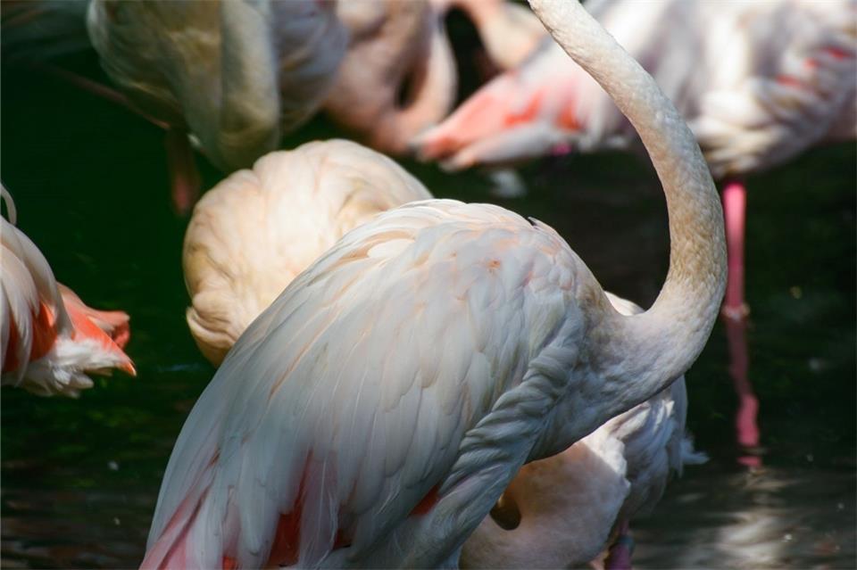 Flamingo Ingo steht in einem kleinen See im Berliner Zoo neben seinen Artgenossen. Seit mehr als 65 Jahren lebt er im traditionsreichen Berliner Zoo.