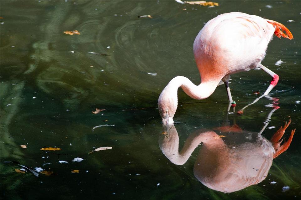 Flamingos gibt es in Deutschland vor allem in Zoos - wie hier in Dortmund. (Archivbild)picture alliance / dpa