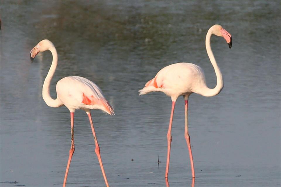 Flamingos im Naturschutzgebiet Les Marais du Vigueirat: Rosa wird ihr Gefieder erst, wenn sie genügend Salinenkrebse gefressen haben, deren Farbstoff ins Federkleid wandert.Office de Tourisme Arles Camargue/@arles_camargue_tourisme/dpa-tmn