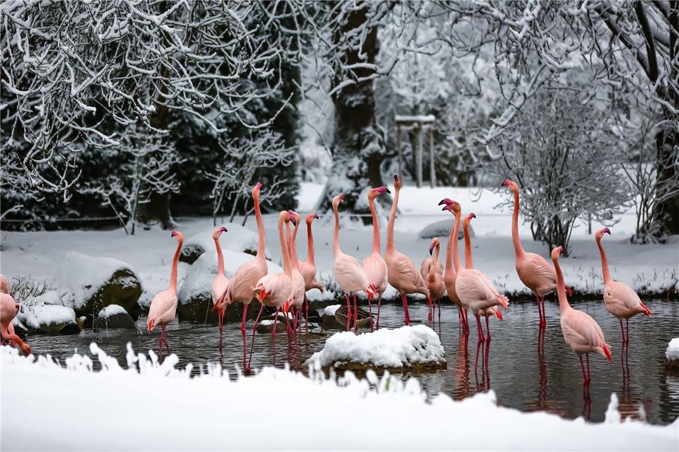 Flamingos im Tierpark Hagenbeck im Schnee. Carlotta Erler/Tierpark Hagenbeck/dpa