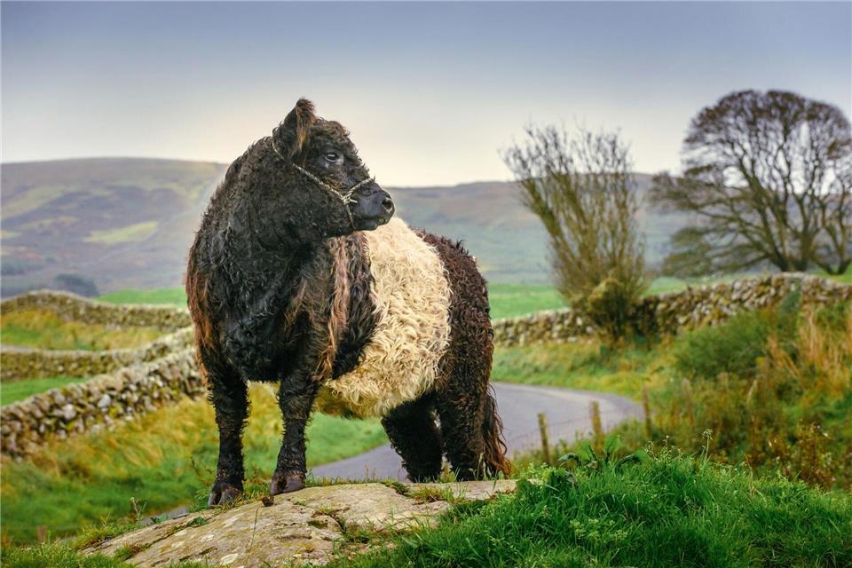 Flauschig: eine Kuh der Rasse Belted Galloway auf einer Weide in Schottland.Damian Shields/Visit South West Scotland/dpa-tmn