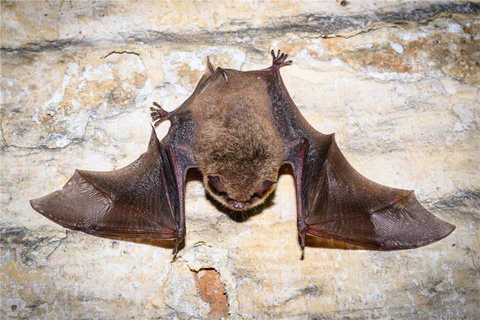 Fledermäuse brauchen ein stabiles Mikroklima. (Symbolbild)Patrick Pleul/dpa