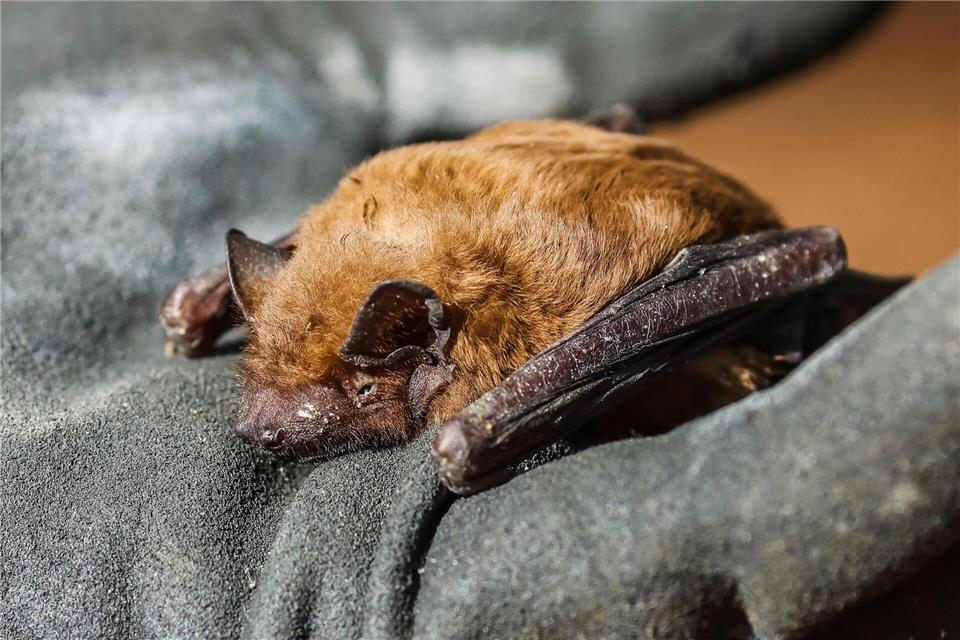 Verirrte Fledermaus in der Wohnung - Stadt gibt Tipps  Fledermäuse fressen sich gerade eine Fettschicht für den Winter an. (Symbolbild)Frank Molter/dpa
