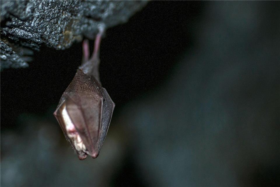 Fledermäuse können in warmen Winter ebenfalls aufwachen. (Archivbild)Pia Bayer/dpa