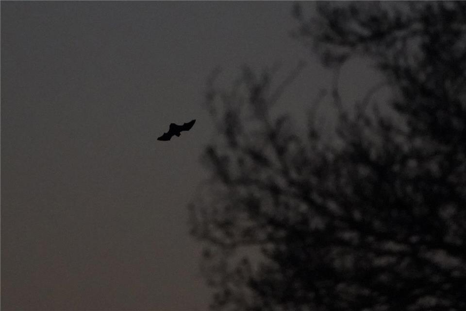 Fledermaus in der Abenddämmerung: Im Spätsommer verirren sich Jungtiere bei der Quartiersuche auch mal in Wohnungen oder offene Gefäße.picture alliance/dpa