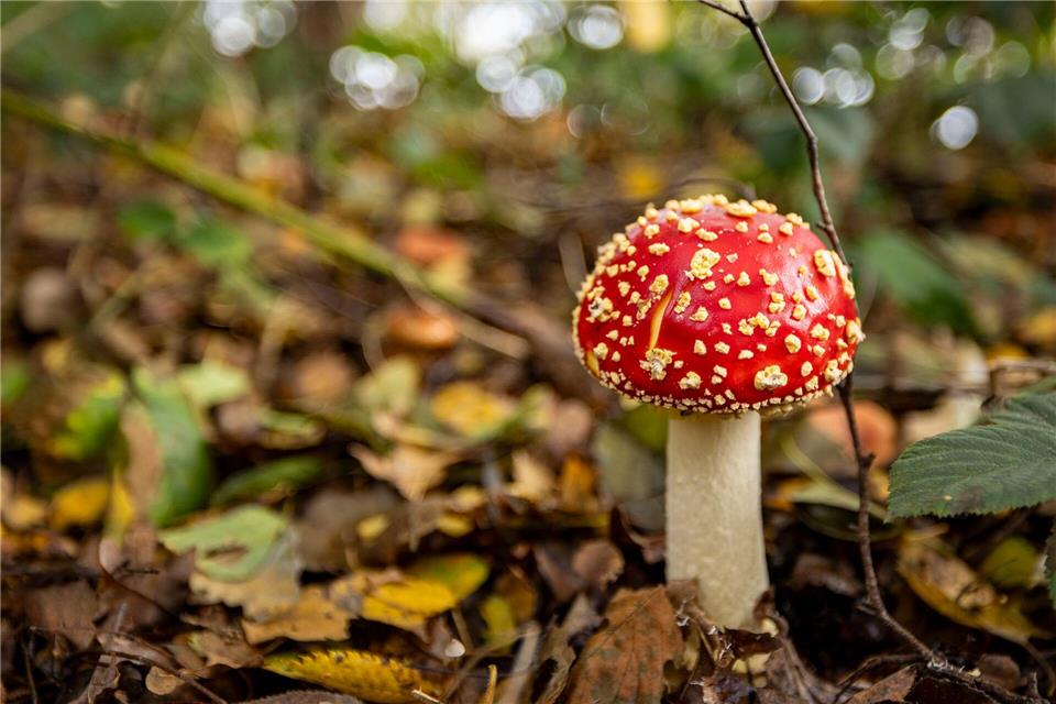 Fliegenpilze sind auch giftig. (Archivbild)Christoph Reichwein/dpa