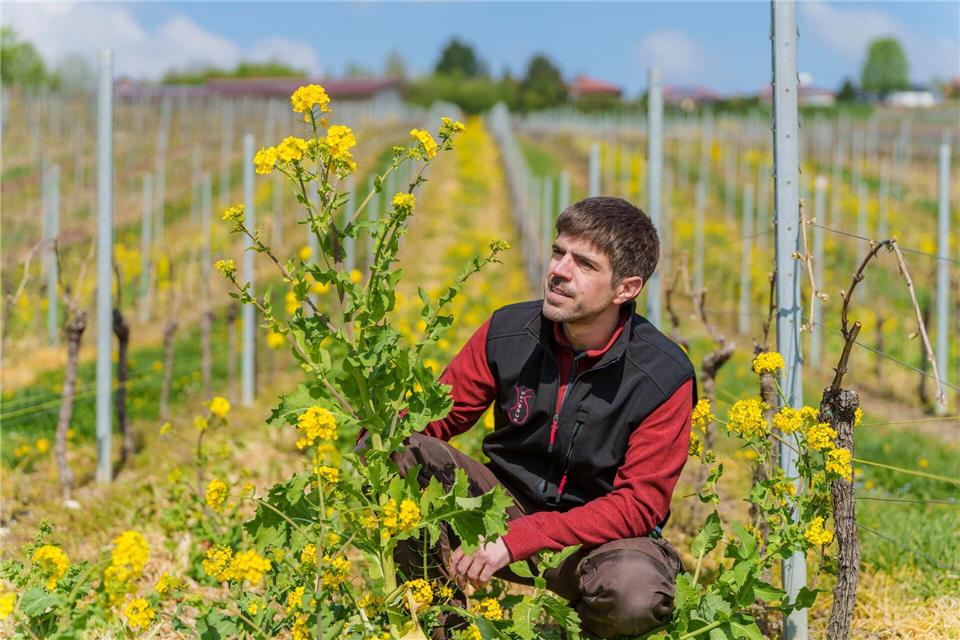 Florian Schmitt setzt unter anderem auf Winterrübse. Andreas Arnold/dpa