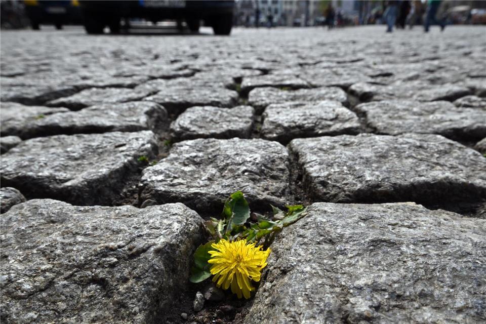 Flower-Power: Ein Löwenzahn blüht auf dem Domplatz in Erfurt zwischen den Steinen. Martin Schutt/dpa