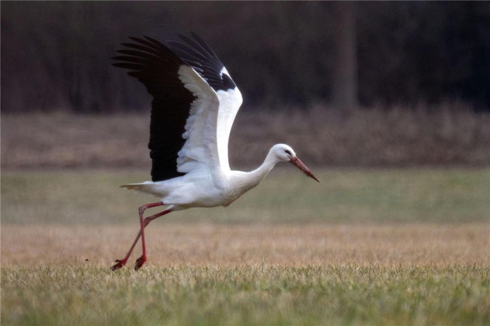 Flugbereitschaft: Ein Storch hebt von einer Wiese in Bayern ab. Pia Bayer/dpa