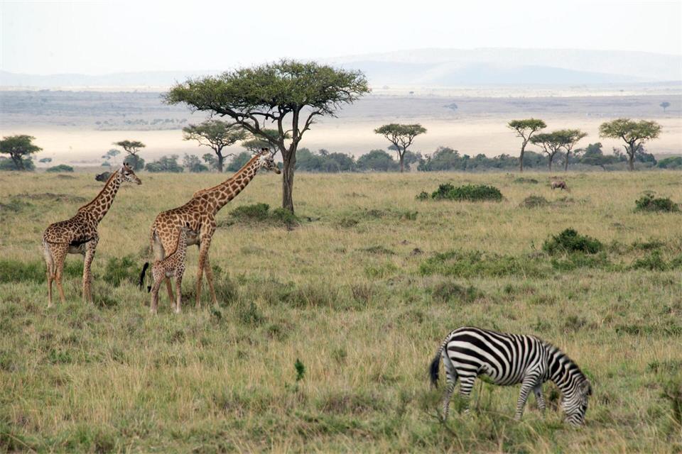 Flugzeuge und Zebras können sich im Nationalpark gefährlich nah kommen. picture alliance / Gioia Forster/dpa