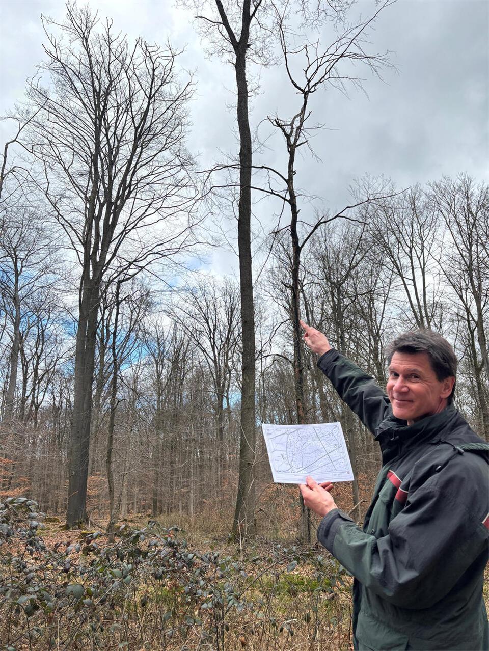 Förster Holger Eggert erklärt, warum im Tiergarten rund 50 Rotbuchen gefällt werden müssen.