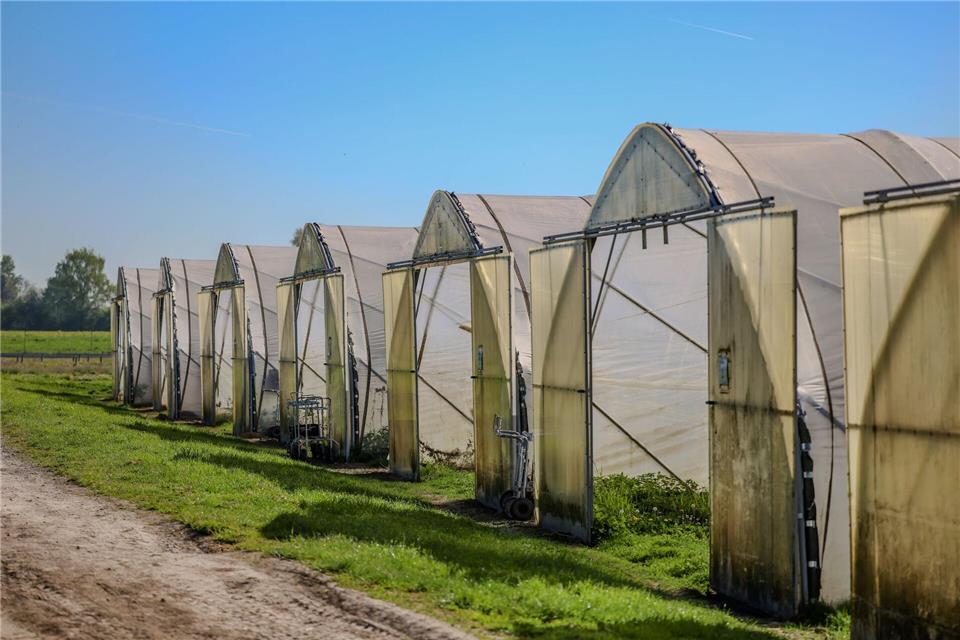 Foliengewächshäuser, in denen Erdbeeren wachsen, stehen nebeneinander in einem Erdbeerbetrieb in Dortmund.Christoph Reichwein/dpa