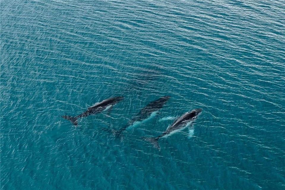 Forschende haben die Wanderung von Buckelwalen zwischen Gewässern östlich von Australien und Brasilien dokumentiert, bei denen Tiere mehr als 14.000 Kilometer zurücklegten.-/Pacific Whale Foundation/dpa