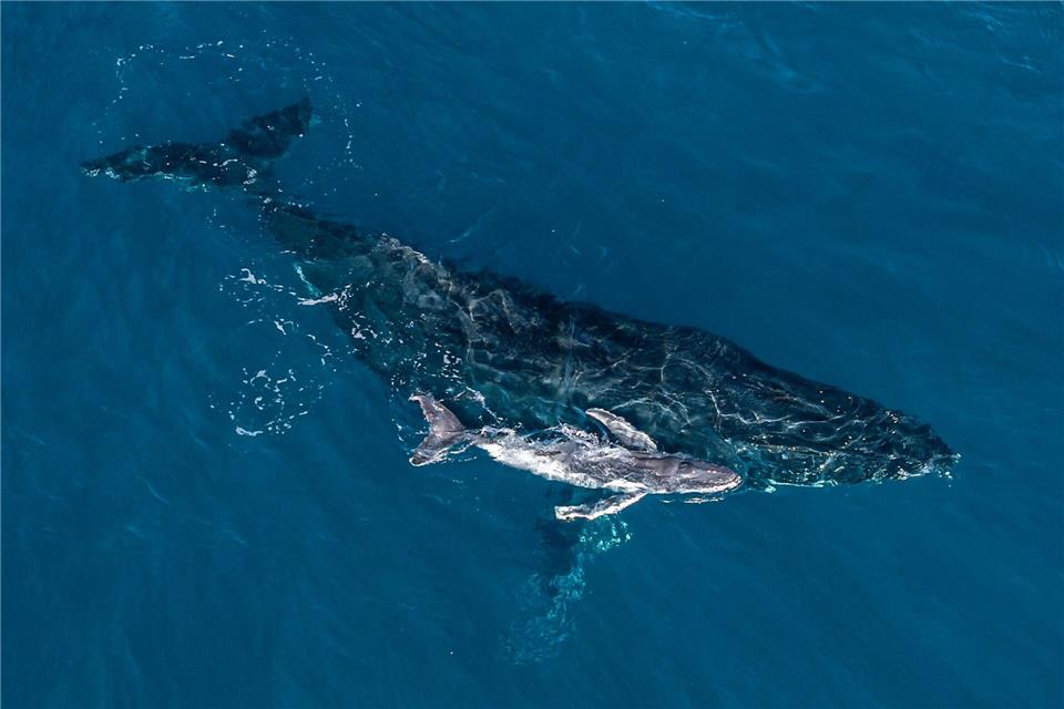 Forscher bezeichneten die Bilder der Geburt als „magischen Moment“.Alexander Forrest/Organisation for the Rescue and Research of Cetaceans in Australia (ORRCA)/dpa