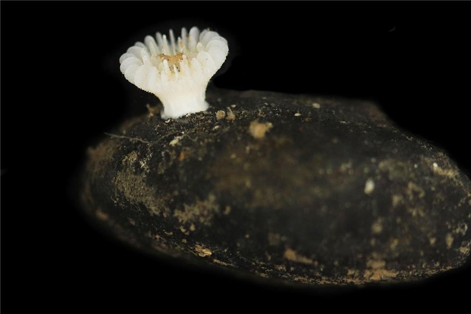 Forscher haben die bislang unbekannte Korallenart in der Tiefsee entdeckt.Guadalupe Bribiesca-Contreras/National Oceanography Centre, United Kingdom/dpa