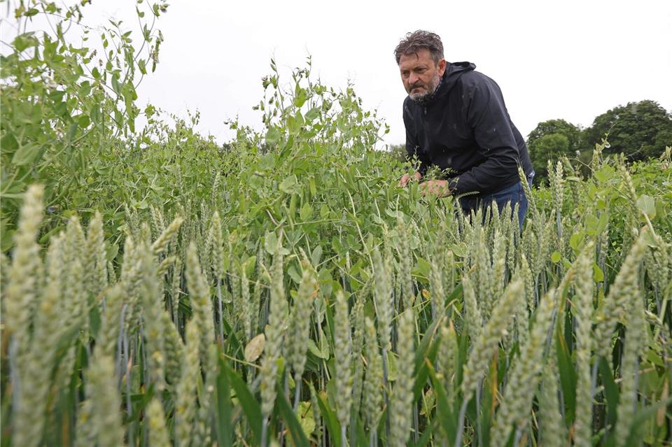 Forscher suchen nach Erbsensorten, die Trockenheit besser vertragen.Matthias Bein/dpa