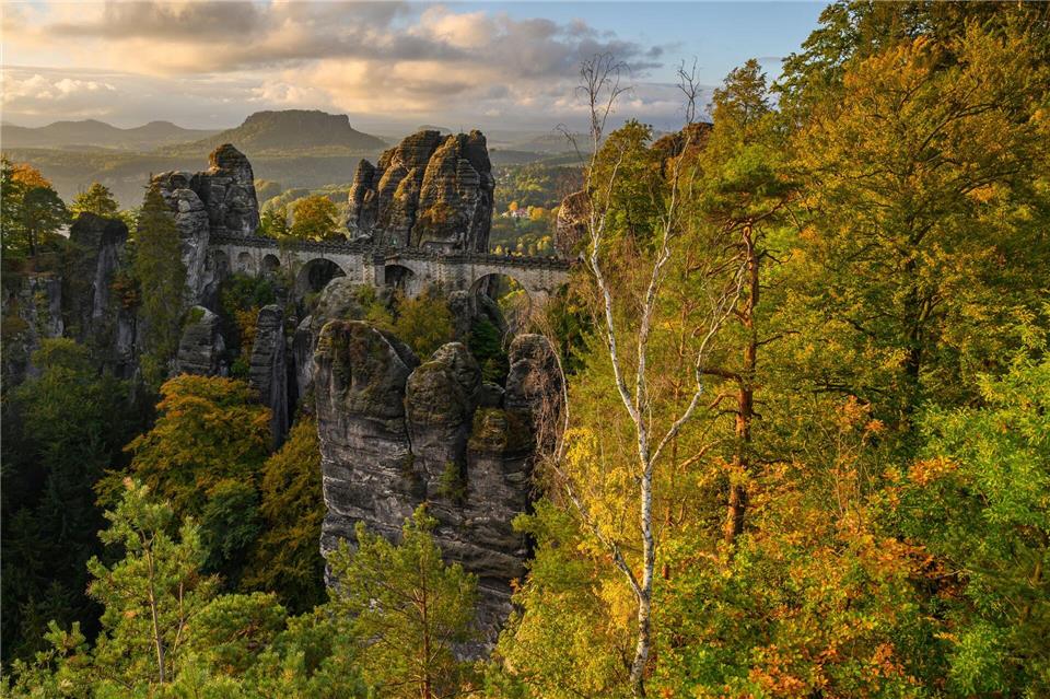 Forstleute pflanzten auf 78 Hektar Bäume und Sträucher an. (Symbolbild)Robert Michael/dpa