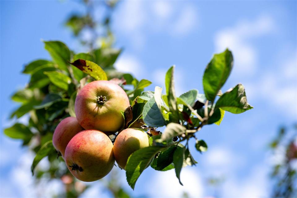 Fränkische Äpfel sind nach Angaben der Obstbauern in diesem Jahr von schöner Farbe. Doch die Erntemenge ist mager. (Symbolbild)Pia Bayer/dpa
