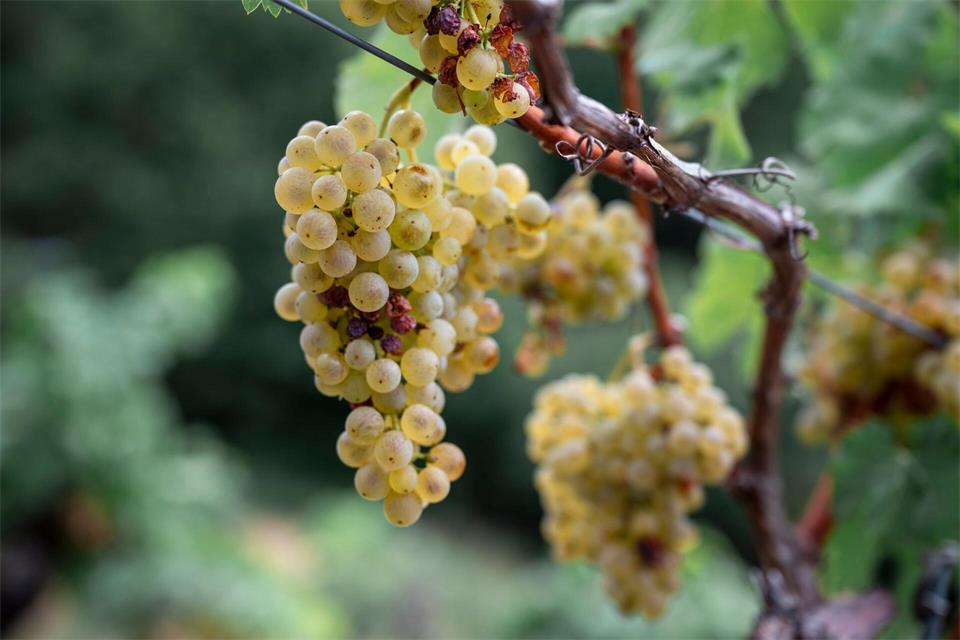 Franken ist laut dem Verband mit gut 6.200 Hektar Rebfläche das größte Weinanbaugebiet in Bayern.Daniel Vogl/dpa