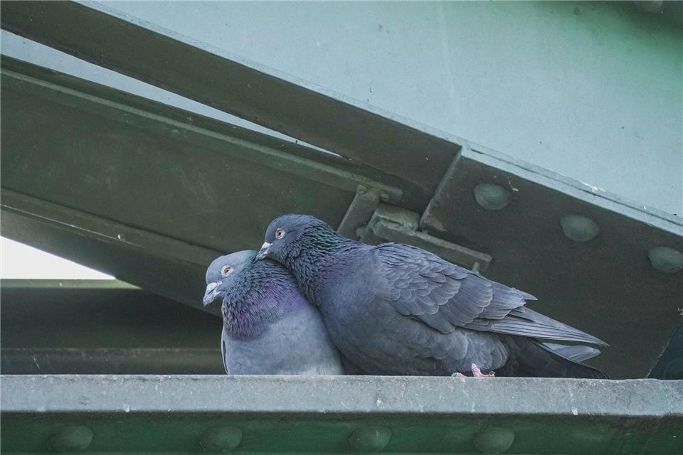 Frankfurts Taubenbeauftragter betont: Tauben gehören zu der Stadt dazuAndreas Arnold/dpa