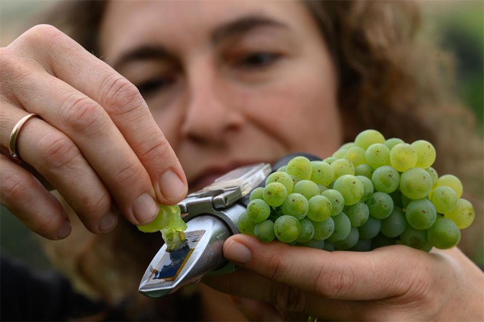 Franziska Zobel, Rebschutzwartin der Winzervereinigung Freyburg, beurteilt den Zustand und die Qualität des angebauten Weines.Hendrik Schmidt/dpa