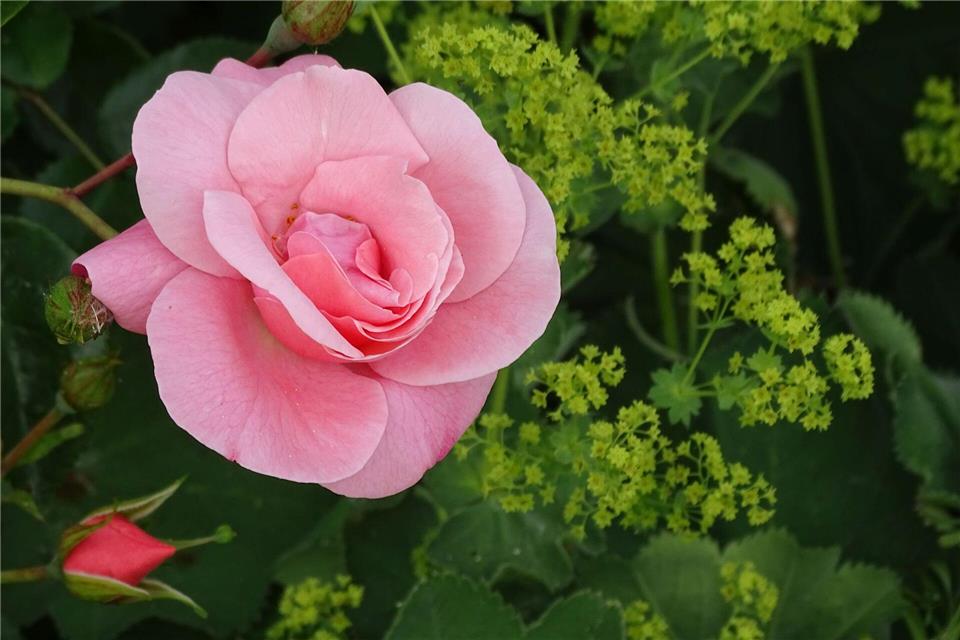Frauenmantel bildet mit seinen wolkenartigen Blüten einen ruhigen Hintergrund für Rosen.Bettina Banse/GMH/dpa-tmn
