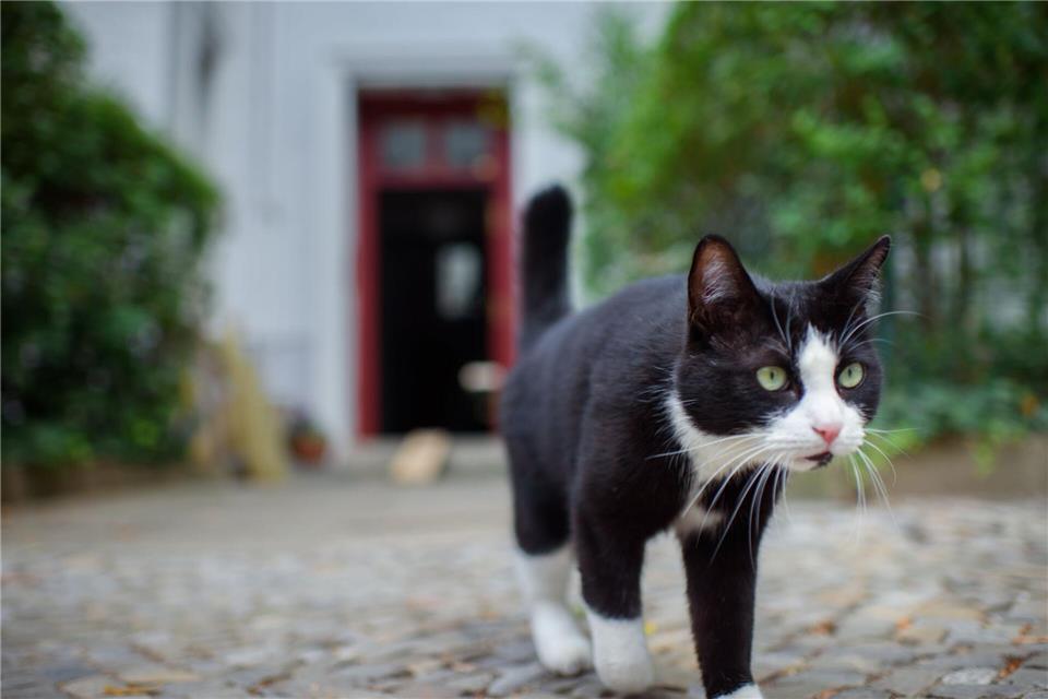 Kastrationspflicht? - Wie umgehen mit der Katzenflut Freilaufende Katzen sind ein Problem. (Archivbild) Gregor Fischer/dpa