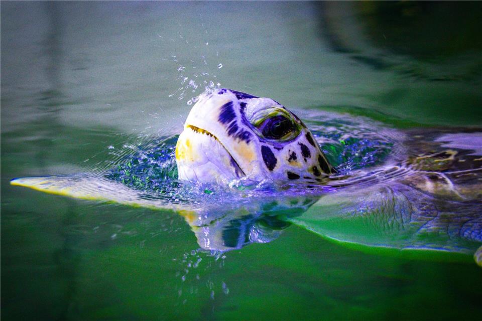 Frieda habe sich schnell zurück auf ihrem Lieblingsplatz eingefunden, sagte die Sprecherin. Jens Büttner/dpa