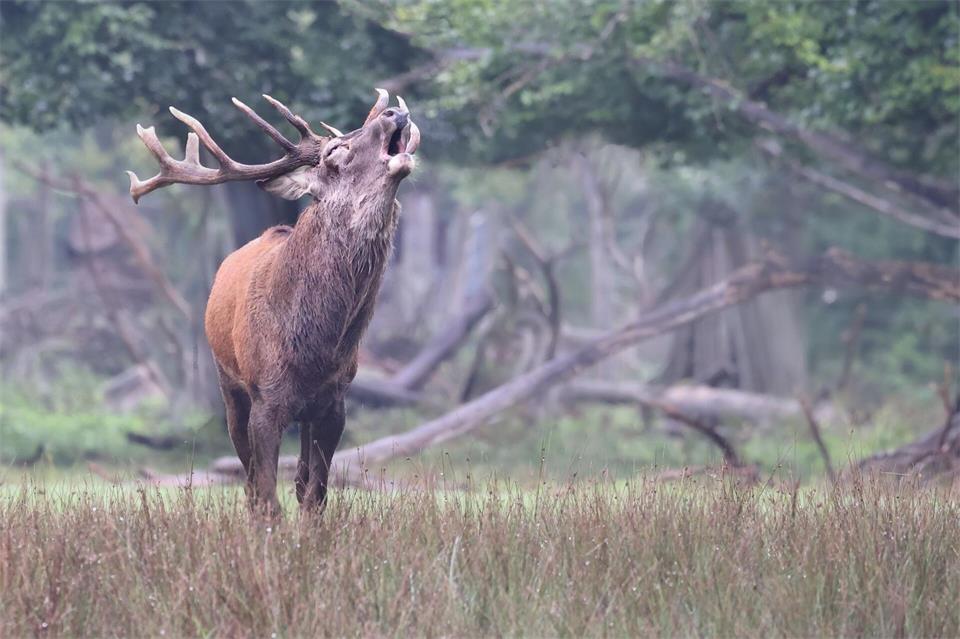 Friedel ist der Platzhirsch in dem Wildpark. Er röhrt mit seinen Rivalen um die Wette. Der Konkurrenzkampf ist offen.Norbert Kappenstein/Wildpark Alte Fasanerie/dpa