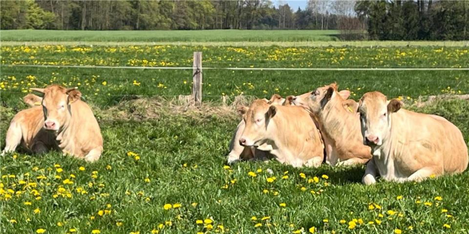 Friedlich liegen die Rinder gegen Mittag wieder in ihrer Heimatwiese in Stadtlohn. Keine Spur von einem nächtlichen Ausflug.Simone Schulze Beikel
