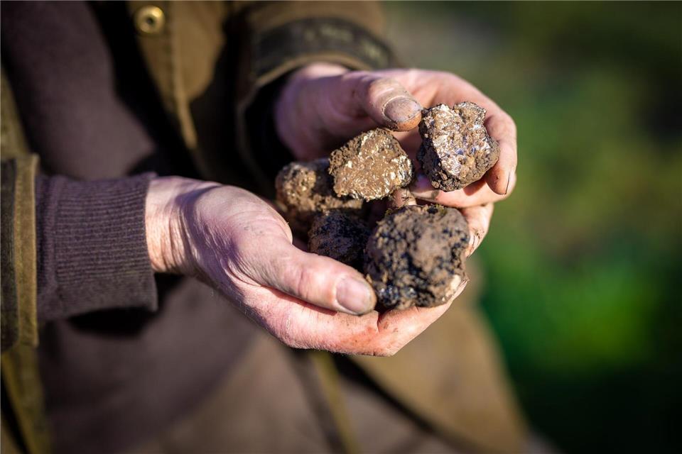Luxus auf dem Teller: Tipps für den Genuss von Trüffeln Frisch geerntet: Ein Trüffelbauer hält das „schwarze Gold“ in den Händen. picture alliance/dpa