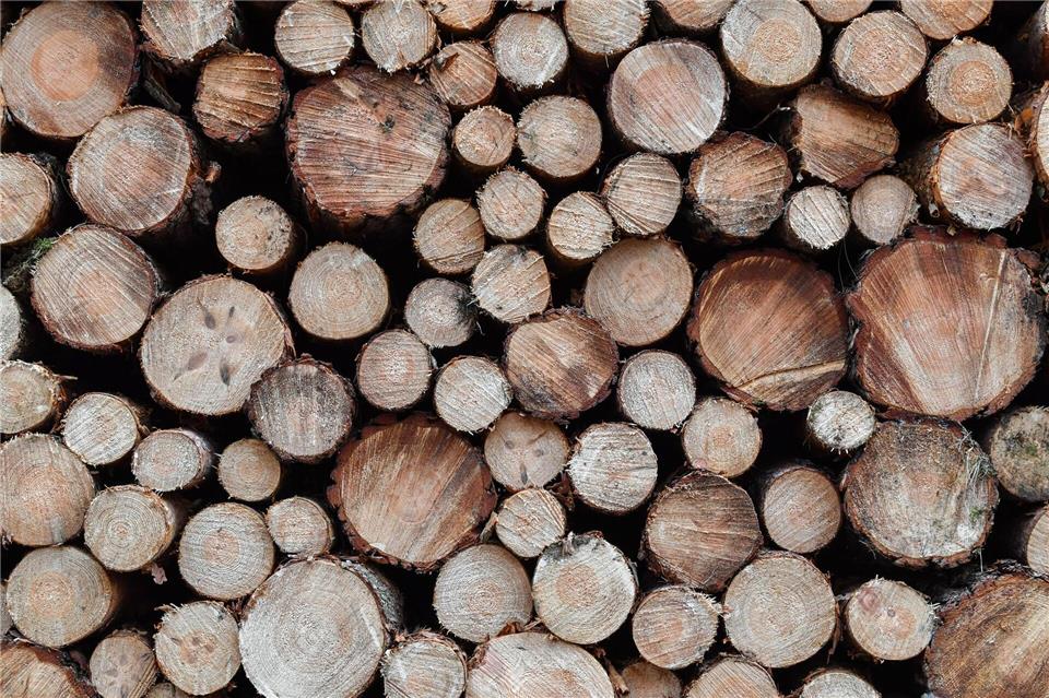 Frisch gefällte Holzstämme reihen sich aneinander. (Symbolbild)Patrick Pleul/dpa-Zentralbild/dpa