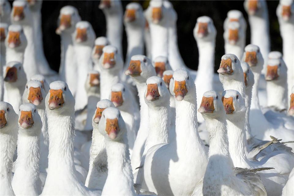 Frisch geschlachtete Gänse aus Brandenburg können rund um den Martinstag am 11. November knapp sein. Carsten Rehder/dpa