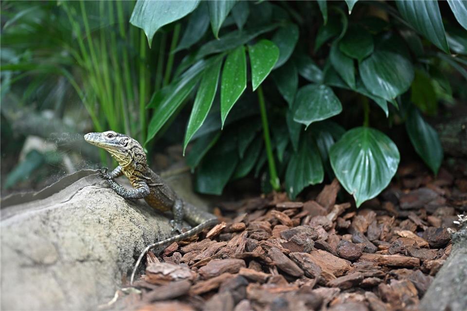 Frisch geschlüpfte Komodowarane locken ins sanierte Terrarium des Leipziger Zoos.Jennifer Brückner/dpa