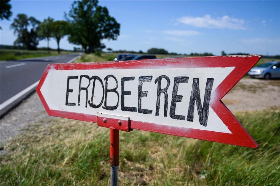 Frisch vom Feld schmecken die Erdbeeren am besten, sagen Kenner. (Archivbild)Christophe Gateau/dpa