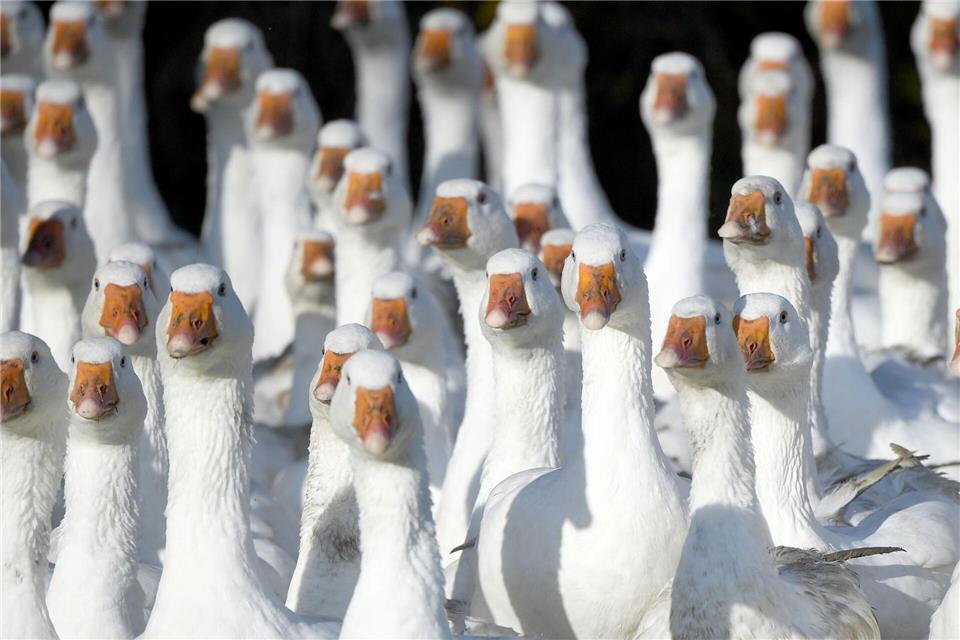Vogelgrippe trifft Linum hart - Betriebe in Alarmstimmung  Frische Gänse aus Brandenburg können angesichts der Geflügelpest knapp werden. (Symbolfoto)Carsten Rehder/dpa