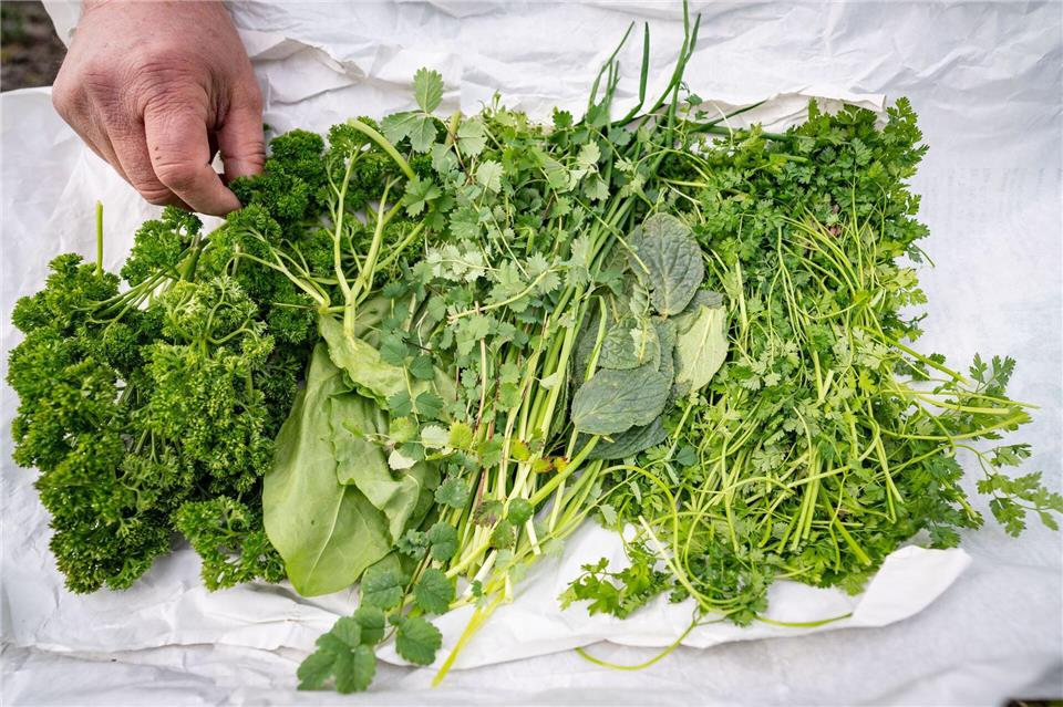 Frische Kräuter als Basis: Petersilie, Schnittlauch, Boretsch, Kerbel, Kresse, Sauerampfer und Pimpinelle machen die Soße einzigartig.Frank Rumpenhorst/dpa/dpa-tmn