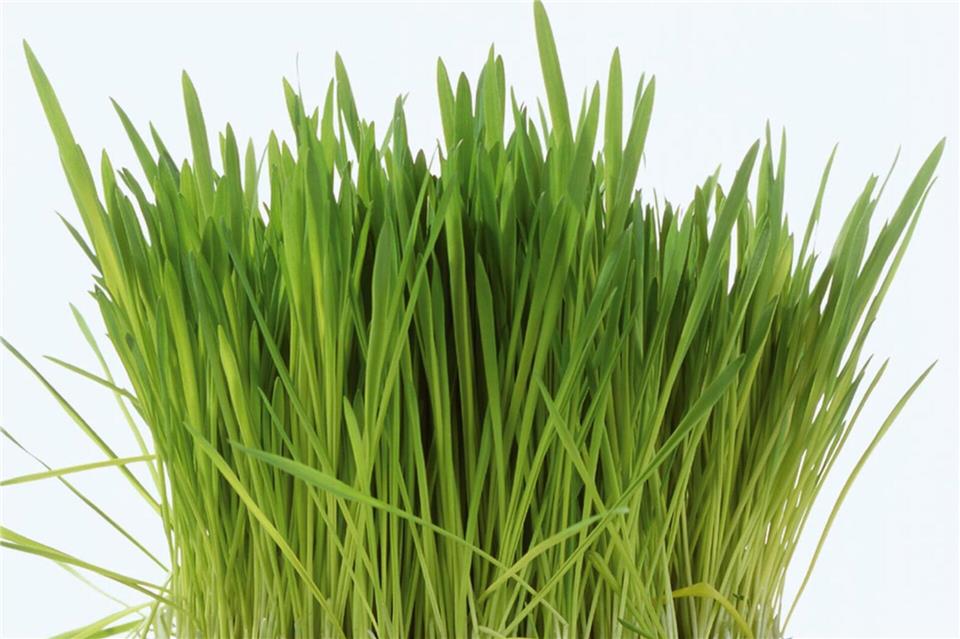 Frisches Ostergras selbst ziehen: Mit Weizen-, Gersten- oder Dinkelsamen lässt sich in nur acht bis zehn Tagen das perfekte grüne Nest für das Osterkörbchen gestalten.Tesa/DIY Academy/dpa-tmn