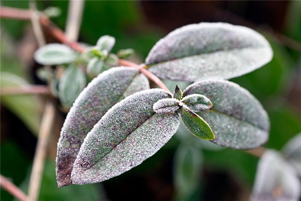 Frost, Nebel und Glättegefahr bestimmen das Wettergeschehen in Rheinland-Pfalz und dem Saarland. (Symbolbild)Roberto Pfeil/dpa