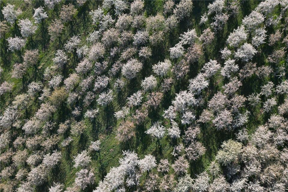 Frost kann die Obstblüten in Plantagen und Kleingärten empfindlich treffen. (Archivbild)Matthias Bein/dpa