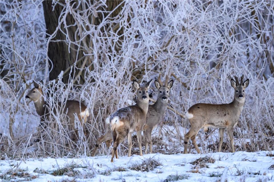 Frost und Eis bedrohen Brandenburgs Wildtiere. (Archivbild)Patrick Pleul/dpa