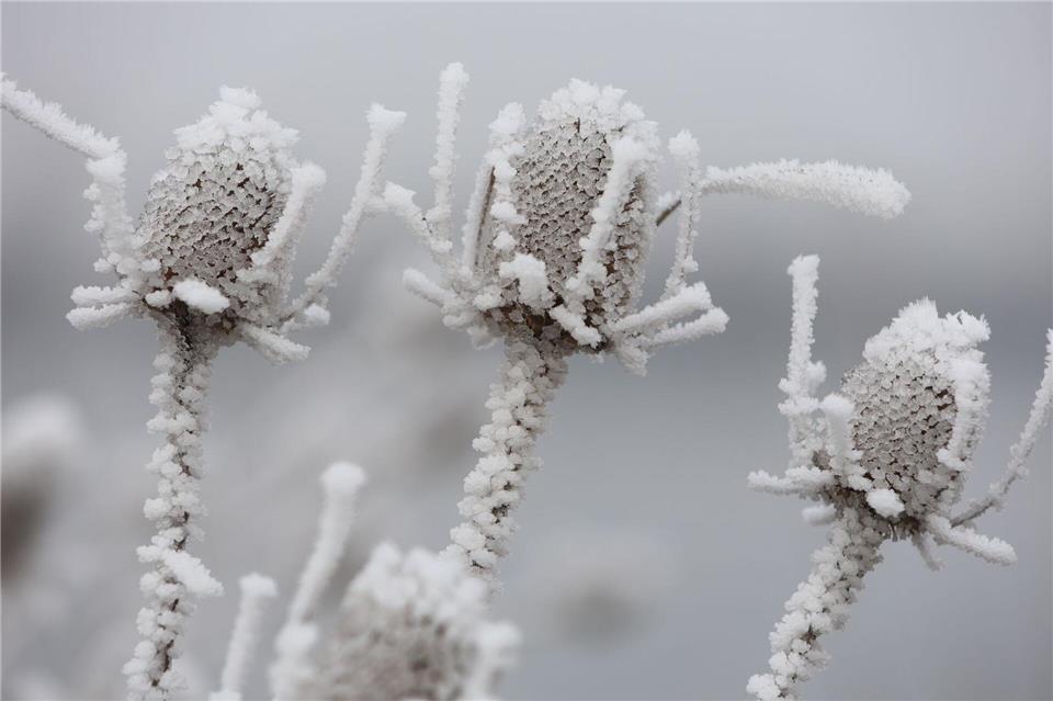 Frost und Nebel sind in den nächsten Nächten und frühen Morgenstunden der bestimmende Faktor auf Thüringens Straßen. (Archivbild)Matthias Bein/dpa