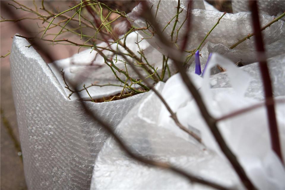 Frostschutz für Topfpflanzen: Noppenfolie, Vlies und windgeschützte Plätze helfen bei Kälte.Andrea Warnecke/dpa-tmn