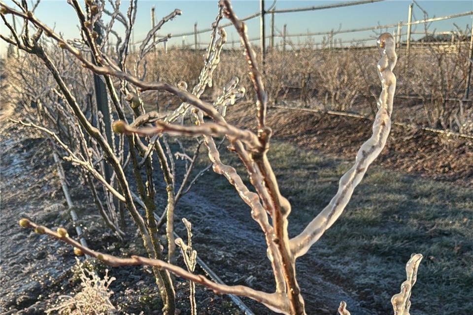 Frostschutzberegnunag sorgt für eine Art Eispanzer auf Heidelbeer-Pflanzen in Kremmen im Kreis Oberhavel. Die Methode soll Blüten vor Frostschäden bewahren.Malte Voigts/Spargelhof Kremmen/dpa