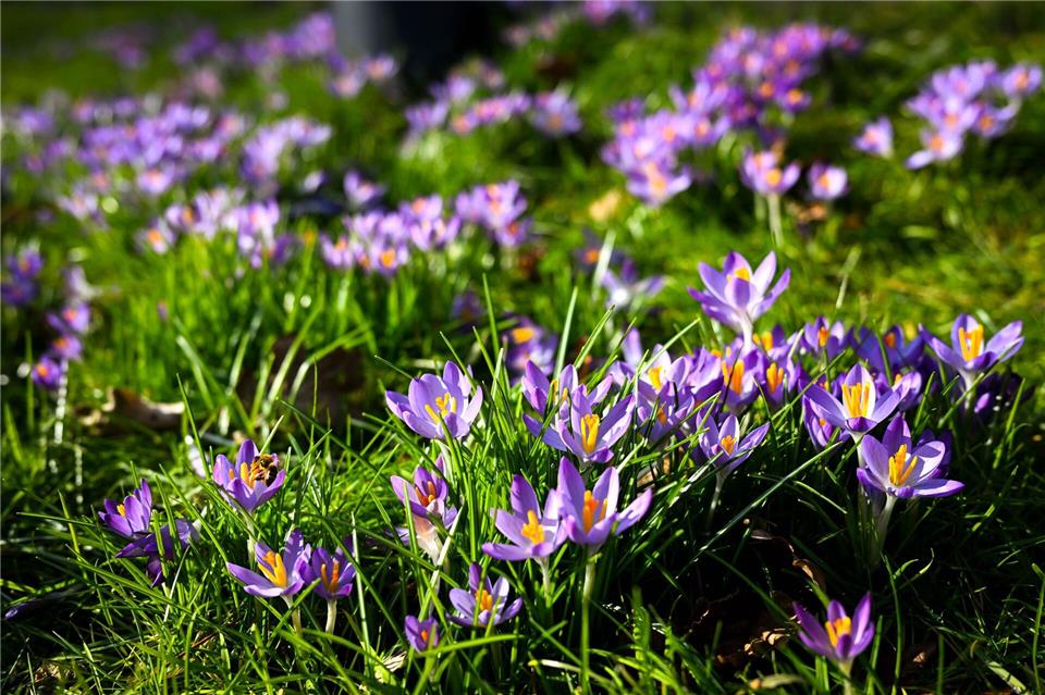 Frühblüher bringen Farbe in den Garten, können aber giftig für Kinder und Haustiere sein.Sina Schuldt/dpa/dpa-tmn