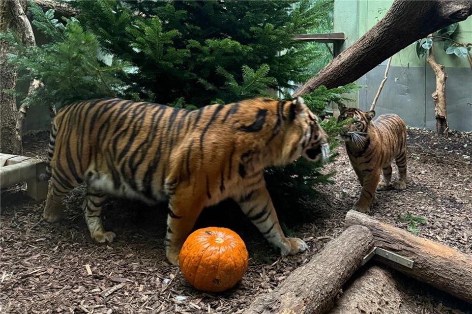 Frühe Bescherung für die Tiger. Die Tiere genießen nach Angaben eines Pflegers die Konsistenz und den Geruch - Bäume stehen nicht auf ihrem Speiseplan.-/Zoo Frankfurt/dpa